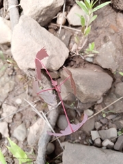 Acer rubrum image
