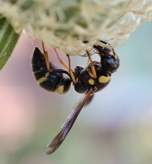 Parancistrocerus fulvipes