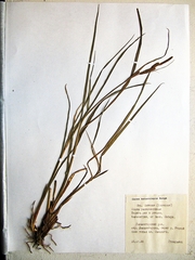 Carex heterolepis