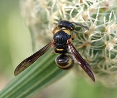 Parancistrocerus fulvipes