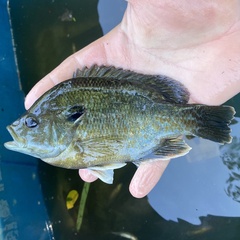 Lepomis auritus × cyanellus