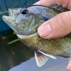 Lepomis auritus × cyanellus