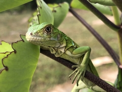 Iguana iguana