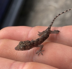 Hemidactylus mabouia