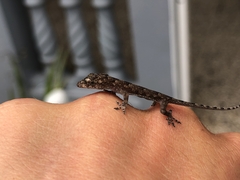 Hemidactylus mabouia