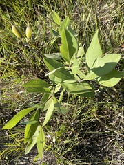 Baptisia cinerea