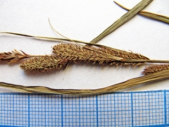 Carex heterolepis