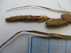 Carex heterolepis