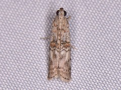 Zamagiria australella