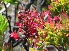 Exobasidium darwinii