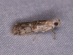 Zamagiria australella