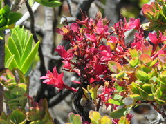 Exobasidium darwinii