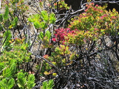 Exobasidium darwinii