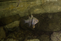 Sphaeramia orbicularis