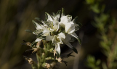 Chloraea magellanica