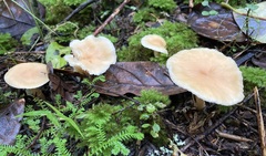 Camarophyllus pratensis gracilis