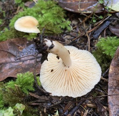 Camarophyllus pratensis gracilis