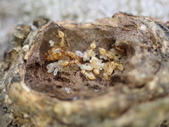 Crematogaster minutissima