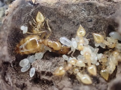 Crematogaster minutissima