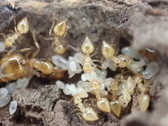 Crematogaster minutissima