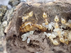 Crematogaster minutissima
