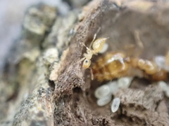 Crematogaster minutissima