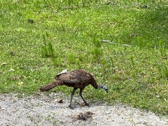 Meleagris gallopavo osceola