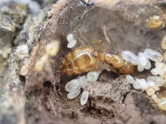 Crematogaster minutissima