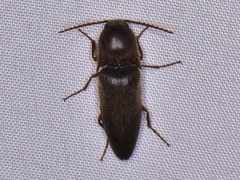 Diplostethus texanus