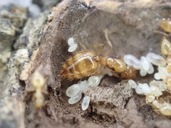 Crematogaster minutissima