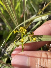 Polygala ramosa