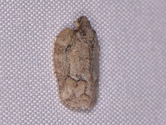 Flataloides scabrosus