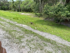 Meleagris gallopavo osceola