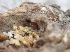 Crematogaster minutissima