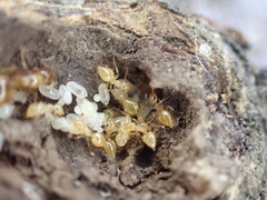 Crematogaster minutissima