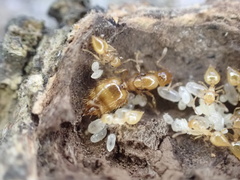 Crematogaster minutissima