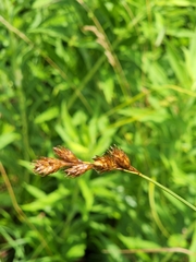Carex bicknellii
