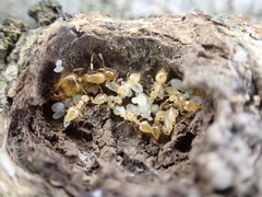 Crematogaster minutissima