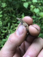 Anolis occultus
