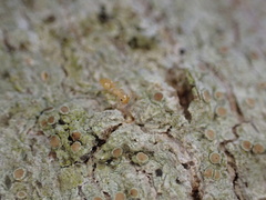 Crematogaster minutissima