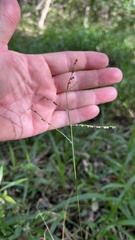 Paspalum mandiocanum