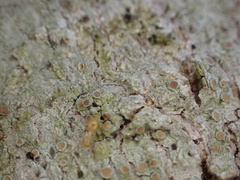 Crematogaster minutissima