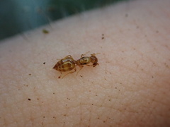 Crematogaster minutissima