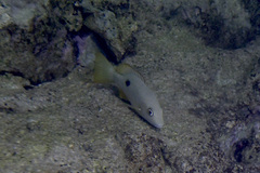 Lutjanus monostigma