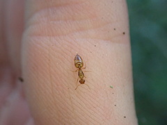 Crematogaster minutissima