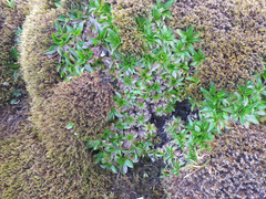 Hypochaeris sessiliflora