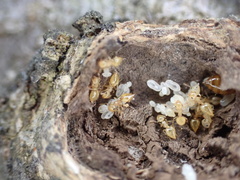 Crematogaster minutissima