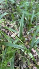 Paspalum mandiocanum