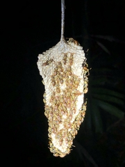 Mischocyttarus phthisicus