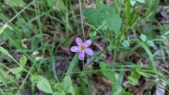 Sabatia campestris